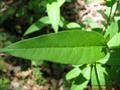 Amsonia tabernaemontana